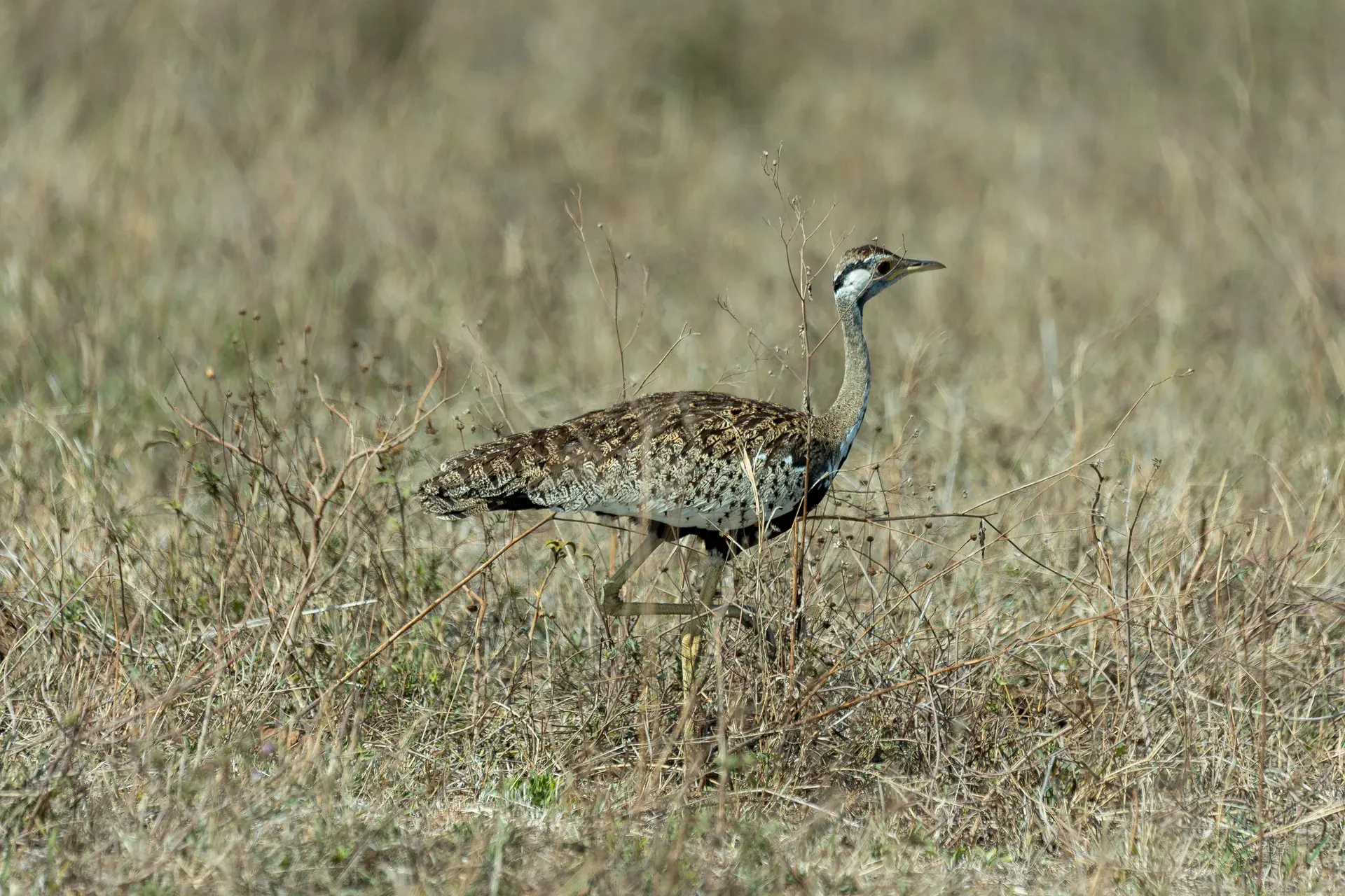 Wildlife in an East African safari landscape